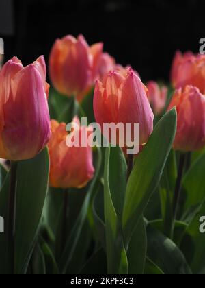 Gros plan des tulipes rétroéclairées « Prince Salmon » Banque D'Images