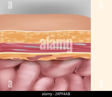 Section transversale de la paroi abdominale Anatomie. Couches de la paroi abdominale Illustration de Vecteur