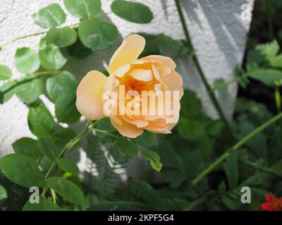 Gros plan de la fleur rose arbuste Rosa 'The Lark Ascending' Banque D'Images