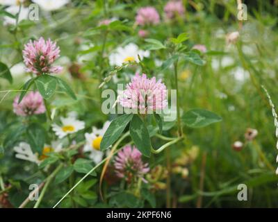 Fleur de trèfle rose gros plan dans un pré de fleurs sauvages Banque D'Images