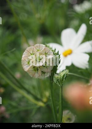 Gros plan d'une tête de semence de Scabiosa stellata 'Sterkugel' sur la plante (fleur scabieuse de pilon séchée) Banque D'Images