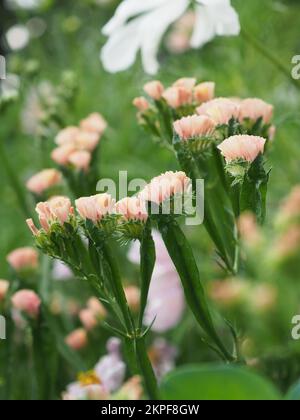 Gros plan des fleurs de Limonium sinuatum 'QIS Apricott' (tatice abricot) Banque D'Images