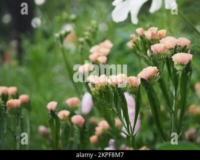 Gros plan des fleurs de Limonium sinuatum 'QIS Apricott' (tatice abricot) Banque D'Images