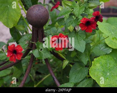 Gros plan des fleurs de Thunbergia alata 'Sunny Susie Brownie' sur support métallique rouillé Banque D'Images