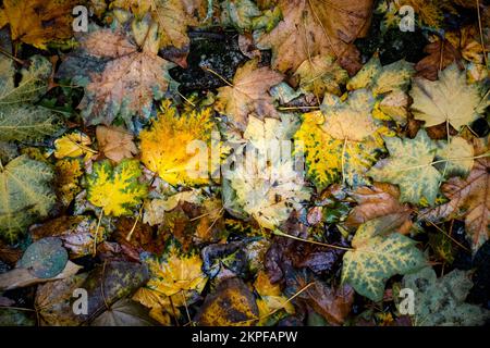 Couleurs vives des feuilles mortes d'automne sur le sol en Angleterre au Royaume-Uni. Banque D'Images