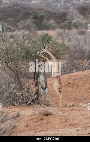 Gerenuk (Litocranius walleri) deux femelles se tenant sur les pattes arrière pour accéder à des aliments inaccessibles à d'autres espèces d'antilopes Banque D'Images