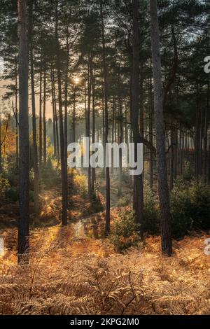 Le soleil de la fin de l'après-midi ramasse les couleurs de l'automne le long de l'un des nombreux sentiers de la forêt de Swinley - Crowthorne Woods, Swinley Forest Berkshire Eng Banque D'Images