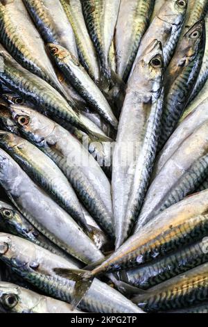 Gros plan de maquereau frais fraîchement pêché vendu sur le marché du poisson - contexte, texture, concept de poisson sain et riche en oméga 3 Banque D'Images