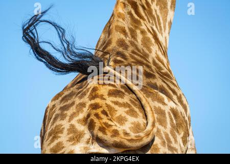 Girafe (Giraffa camelopardalis) vue rapprochée de l'arrière de la queue balançante de l'animal. Parc national de Chobe, Botswana, Afrique Banque D'Images