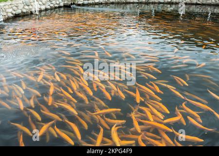 La truite arc-en-ciel tourbillonne dans l'eau d'une ferme piscicole Banque D'Images