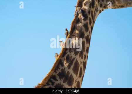 Girafe (Giraffa camelopardalis) vue rapprochée du cou de l'animal et de 4 oiseaux d'Oxpecker. Parc national de Chobe, Botswana, Afrique Banque D'Images