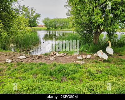 Famille de cygnes avec leurs bébés dormant à l'ombre près du lac Banque D'Images