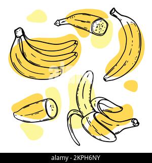 BANANES MÛRES délicieux fruit tropical individuellement pelé et dans Un bouquet de style esquisse pour la conception de produits naturels Shop clip Art Vector Illustrat Illustration de Vecteur