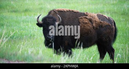 Bison dans le parc national de Custer Banque D'Images