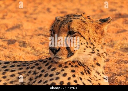 Cheetahs dans la savane namibienne. Les chats les plus rapides au monde. Gros plan. Solitaire, Namibie, Afrique du Sud. Banque D'Images