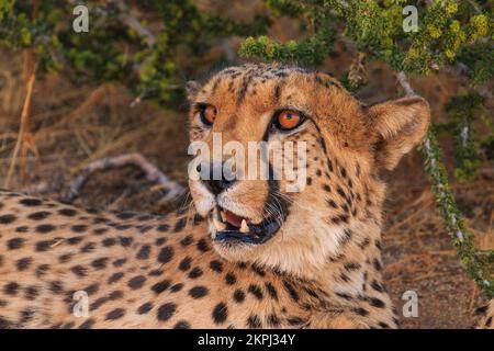 Cheetahs dans la savane namibienne. Les chats les plus rapides au monde. Gros plan. Solitaire, Namibie, Afrique du Sud. Banque D'Images