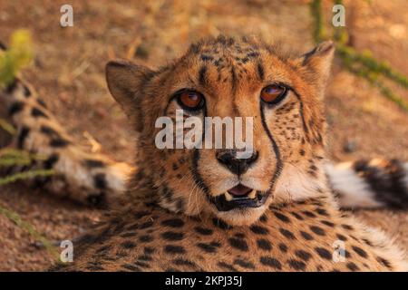 Cheetahs dans la savane namibienne. Les chats les plus rapides au monde. Gros plan. Solitaire, Namibie, Afrique du Sud. Banque D'Images