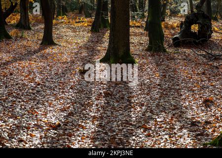 Farnham Common, Buckinghamshire, Royaume-Uni. 28th novembre 2022. C'était une journée ensoleillée car les gens étaient dehors en appréciant le temps marchant à Burnham Beeches. Les magnifiques bois, célèbres pour ses chênes et ses hêtres, appartiennent à la City of London Corporation. Les terres boisées sont un site d'intérêt scientifique spécial ainsi qu'une réserve naturelle nationale. Crédit : Maureen McLean/Alay Live News Banque D'Images