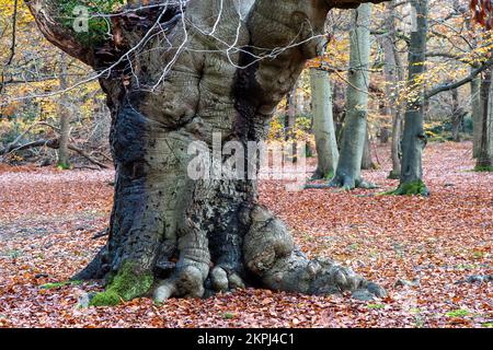 Farnham Common, Buckinghamshire, Royaume-Uni. 28th novembre 2022. C'était une journée ensoleillée car les gens étaient dehors en appréciant le temps marchant à Burnham Beeches. Les magnifiques bois, célèbres pour ses chênes et ses hêtres, appartiennent à la City of London Corporation. Les terres boisées sont un site d'intérêt scientifique spécial ainsi qu'une réserve naturelle nationale. Crédit : Maureen McLean/Alay Live News Banque D'Images