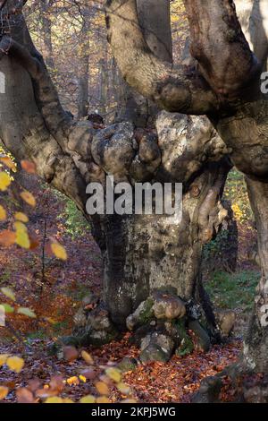Farnham Common, Buckinghamshire, Royaume-Uni. 28th novembre 2022. C'était une journée ensoleillée car les gens étaient dehors en appréciant le temps marchant à Burnham Beeches. Les magnifiques bois, célèbres pour ses chênes et ses hêtres, appartiennent à la City of London Corporation. Les terres boisées sont un site d'intérêt scientifique spécial ainsi qu'une réserve naturelle nationale. Crédit : Maureen McLean/Alay Live News Banque D'Images
