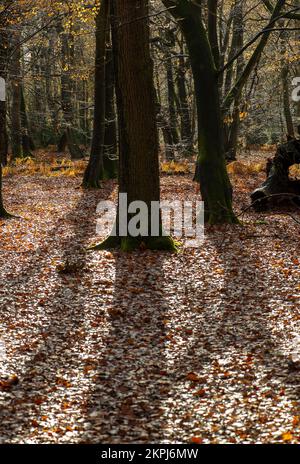 Farnham Common, Buckinghamshire, Royaume-Uni. 28th novembre 2022. C'était une journée ensoleillée car les gens étaient dehors en appréciant le temps marchant à Burnham Beeches. Les magnifiques bois, célèbres pour ses chênes et ses hêtres, appartiennent à la City of London Corporation. Les terres boisées sont un site d'intérêt scientifique spécial ainsi qu'une réserve naturelle nationale. Crédit : Maureen McLean/Alay Live News Banque D'Images