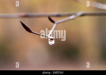 Farnham Common, Buckinghamshire, Royaume-Uni. 28th novembre 2022. C'était une journée ensoleillée car les gens étaient dehors en appréciant le temps marchant à Burnham Beeches. Les magnifiques bois, célèbres pour ses chênes et ses hêtres, appartiennent à la City of London Corporation. Les terres boisées sont un site d'intérêt scientifique spécial ainsi qu'une réserve naturelle nationale. Crédit : Maureen McLean/Alay Live News Banque D'Images