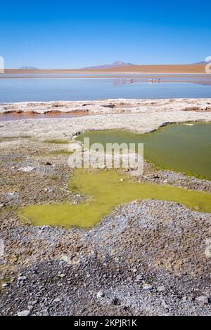 Vue panoramique de Laguna Hedionda avec un troupeau de flamants roses en arrière-plan sur l'Altiplano (hautes plaines), province de sur Lípez, Bolivie Banque D'Images