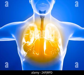 Anatomie humaine, problèmes avec le système respiratoire, poumons gravement endommagés. Pneumonie bilatérale. Covid-19, coronavirus. Patient et fumée. Fumeur Banque D'Images