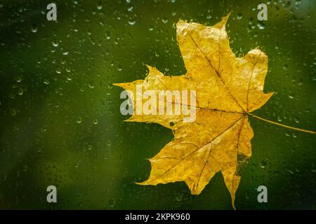 Feuille d'érable jaune d'automne sur verre avec gouttes de pluie. Temps d'automne. Pluie à l'extérieur de la fenêtre. Banque D'Images