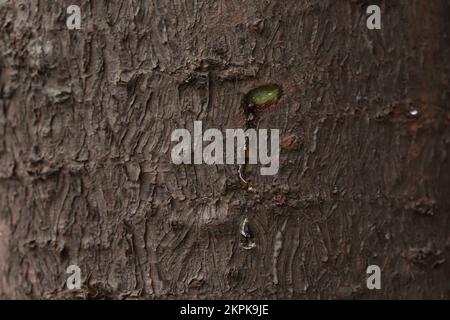 sève d'arbre sortant des branches coupées d'un arbre de pin. Concept d'environnement et d'arbres. Banque D'Images