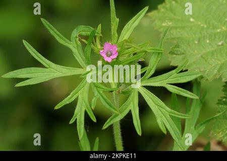 Gros plan naturel sur une petite fleur en forme de Crane à feuilles coupées, Geranium dissectum Banque D'Images