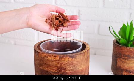 Femme jardinier verse des jetons de noix de coco pour planter une plante de maison dans une casserole, intérieur de maison. Les mains des femmes versent des flocons de noix de coco dans un pot de fleur pour fertiliser Banque D'Images