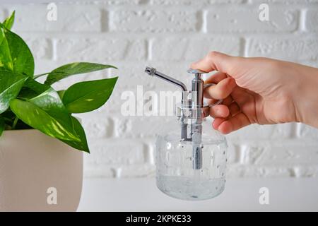 Les mains des femmes pulvérisent une plante de maison Epipremnum à partir d'un pulvérisateur, gros plan Banque D'Images