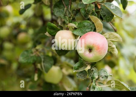 Des pommes mûres et juteuses ont grandi et mûri dans le jardin sur les branches. Fruits frais cultivés. Agriculture en Moldavie Banque D'Images