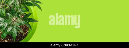 vue de dessus de la jeune buisson de marijuana poussant dans un récipient avec du sol avec des feuilles fraîches brillantes, la culture de cannabis dans l'environnement domestique, le chanvre dans l'ini Banque D'Images