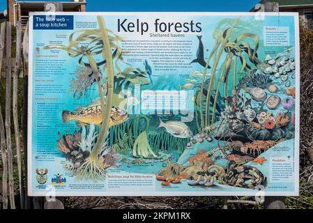 Bettys Bay, Afrique du Sud - 20 septembre 2022 : panneau d'information sur les forêts de varech dans la réserve naturelle de Stony point dans la baie de Bettys. Banque D'Images