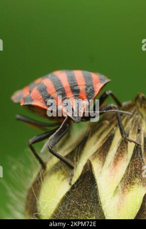 Gros plan frontal naturel sur la couleur rouge à rayures Minsrel bug, Graphosoma italicum dans le jardin Banque D'Images