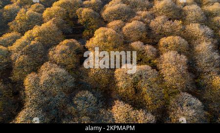 Vue sur la luxuriante forêt de cuivre dans la vallée de Genal, Andalousie Banque D'Images