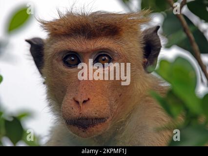 Toque Monket (Macaca sinica) gros plan de l'adulte (Sri Lanka endémique) Sri Lanka Décembre Banque D'Images