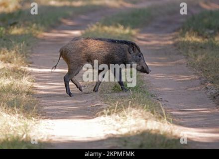 Indian Wild Boar (sus scrofa cristatus) voie forestière de traversée immature Bandhavgarh NP, Madhya Pradesh, Inde novembre Banque D'Images