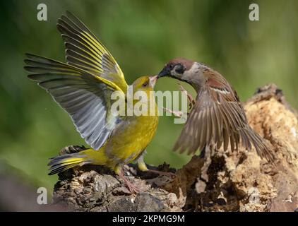 Interactions entre les moineaux et les finches – combat dur entre deux oiseaux pour la nourriture - le groenfinque (chloris chloris) et le Bruant d'arbre (Passer montanus) Banque D'Images