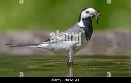 La queue de cheval blanche (motacilla alba) adulte se dresse dans des eaux peu profondes avec un bec plein d'insectes catchés larve et des insectes pour poussins Banque D'Images