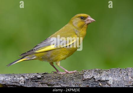 Mâle européen Greenfinch (Chloris chloris) assis sur une branche ancienne et sèche avec un fond vert pur Banque D'Images