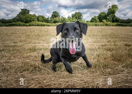 Black Patterdale Cross Border Terrier court directement vers la caméra avec sa langue hors de portée rapprochée Banque D'Images