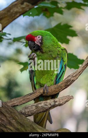 Grande macaw militaire verte Ara militararis mexicana. Banque D'Images