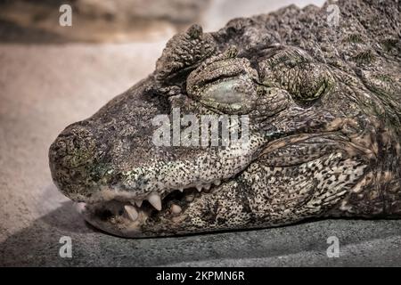 Tête du caïman à large bec (Caiman latirostris) aux yeux fermés, crocodilien dans la famille des Alligatoridae, région indigène : l'est et le centre de l'SO Banque D'Images