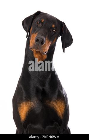 Chien Doberman sur fond blanc Banque D'Images