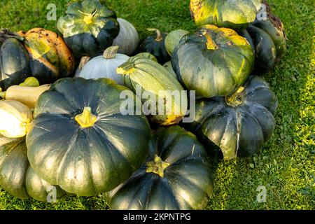 Récolte automnale de diverses courges de la famille des Cucurbitaceae Banque D'Images