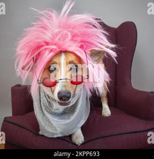 Pembroke Welsh Corgi habillé comme une rockstar avec une perruque et des verres roses Banque D'Images