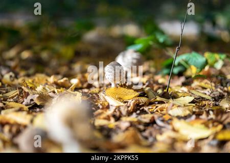 Le champignon du parasol dans la forêt en automne. Feuilles jaunes sur l'arrière-plan. Macrolepiota procera, gros plan Banque D'Images